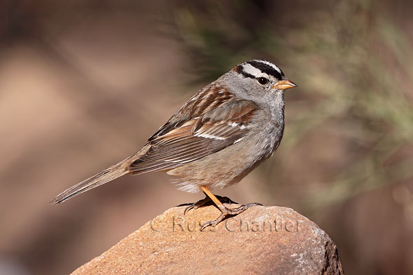 White-crowned Sparrow © Russ Chantler